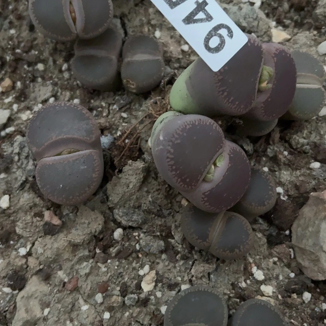 美***）生石花一物一拍945