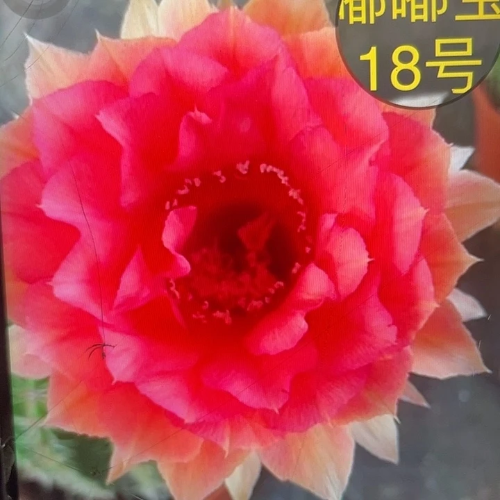 嘟18号2公分侧牙福利