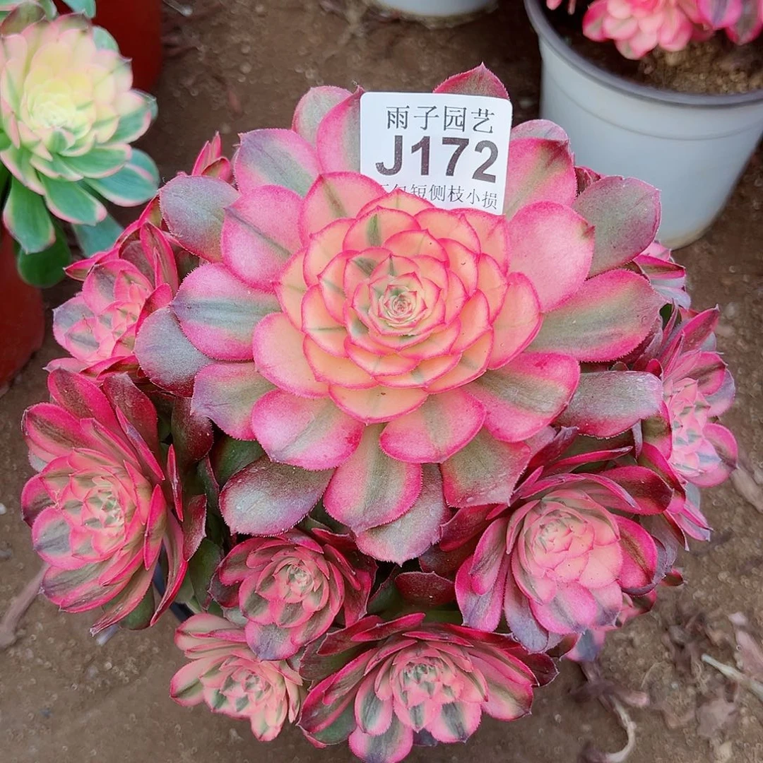 172荔枝尺寸22左右