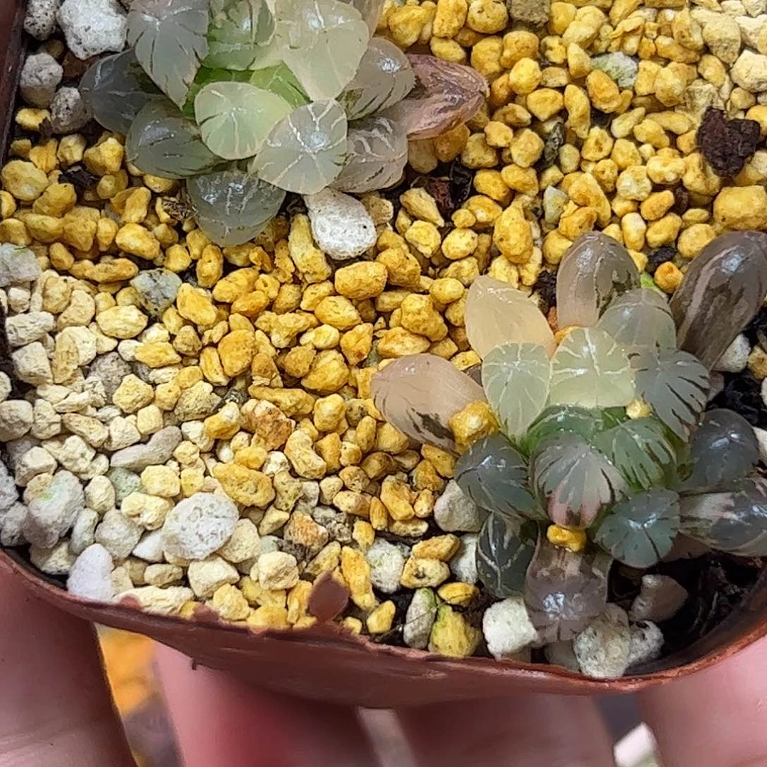 姬玉露锦十二红红火火恍恍惚惚