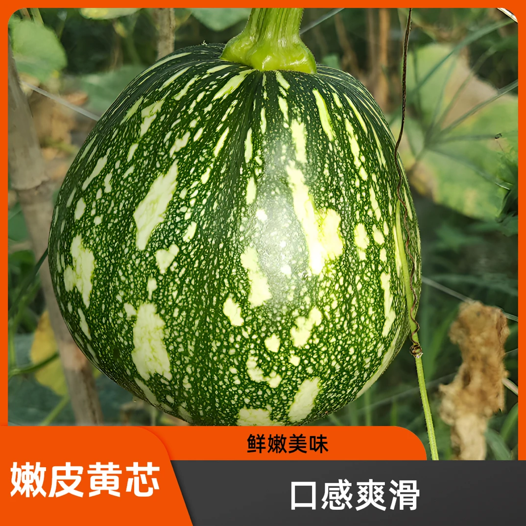 湖南浏阳农家新鲜黄心嫩小南瓜当季时令蔬菜