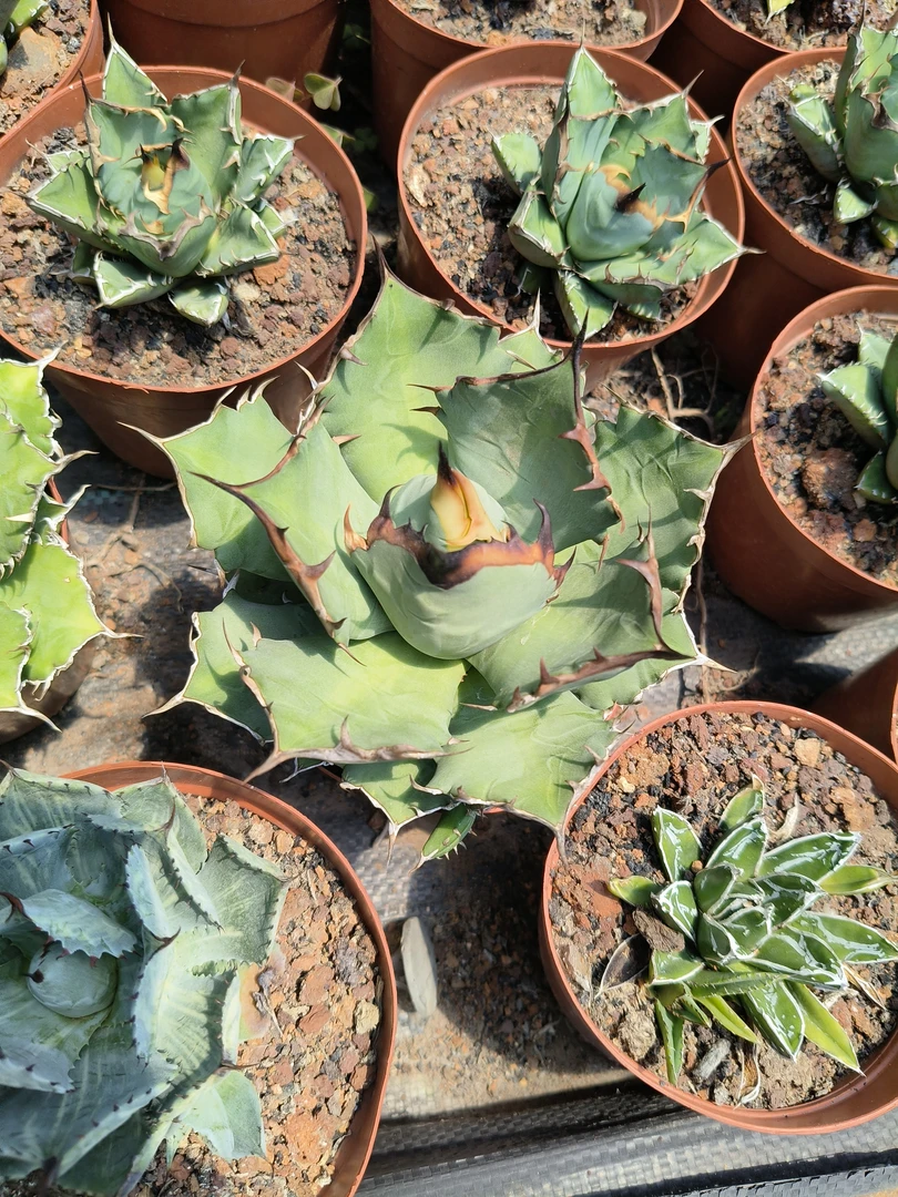 龙舌兰姬仁冠幅10公分