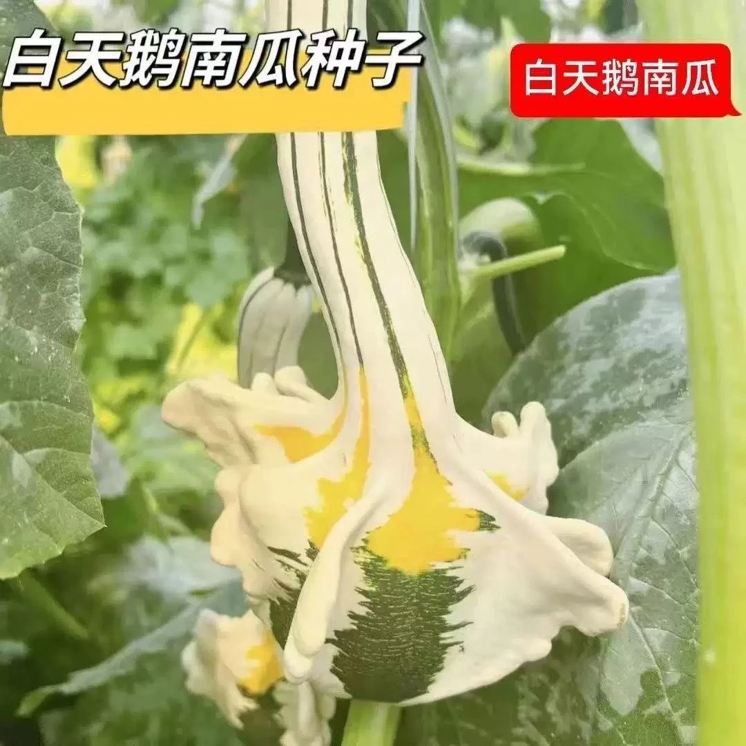 【白天鹅南瓜种子】观赏南瓜籽特色玩具小南瓜蔬菜庭院观赏四季迷你