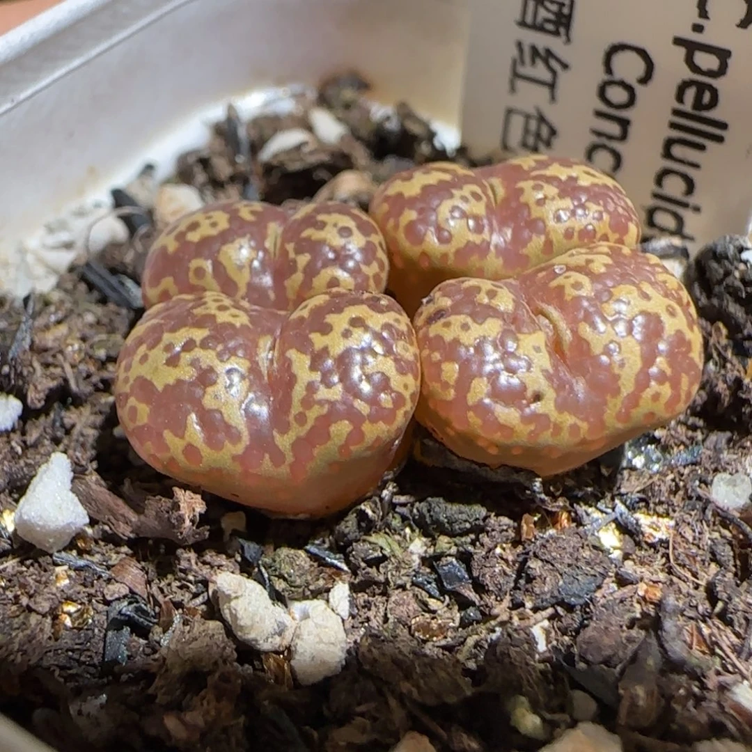肉锥多肉植物组合-泡泡勋510