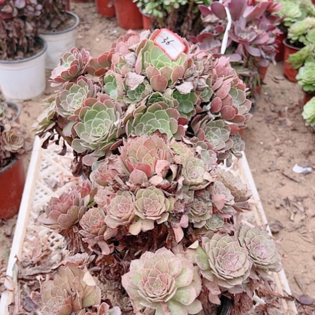 【闪购商品】无花朵36号套餐2颗多肉植物