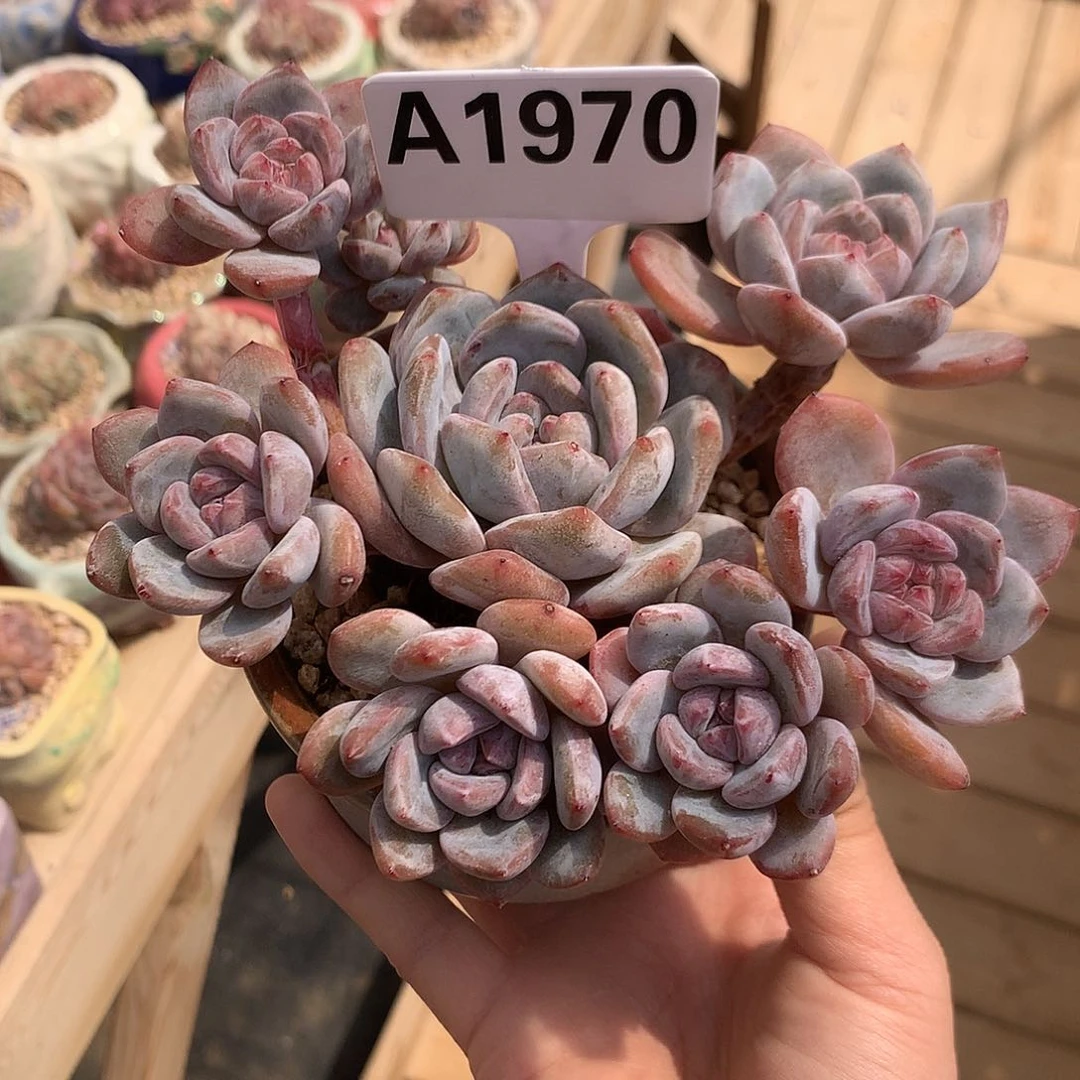 A1970 星影 自然群老桩 无砍