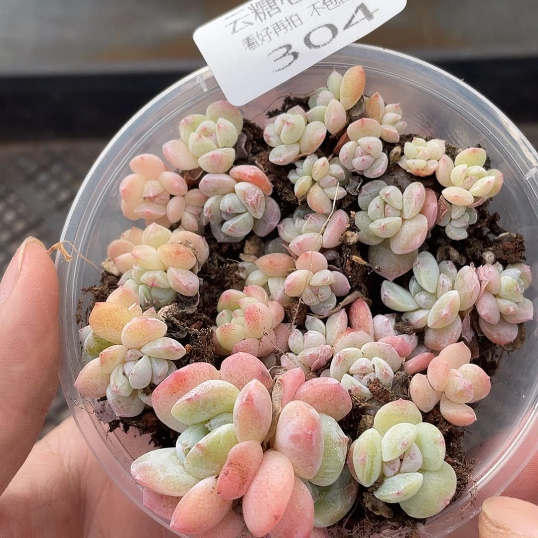 云糖心多肉植物304