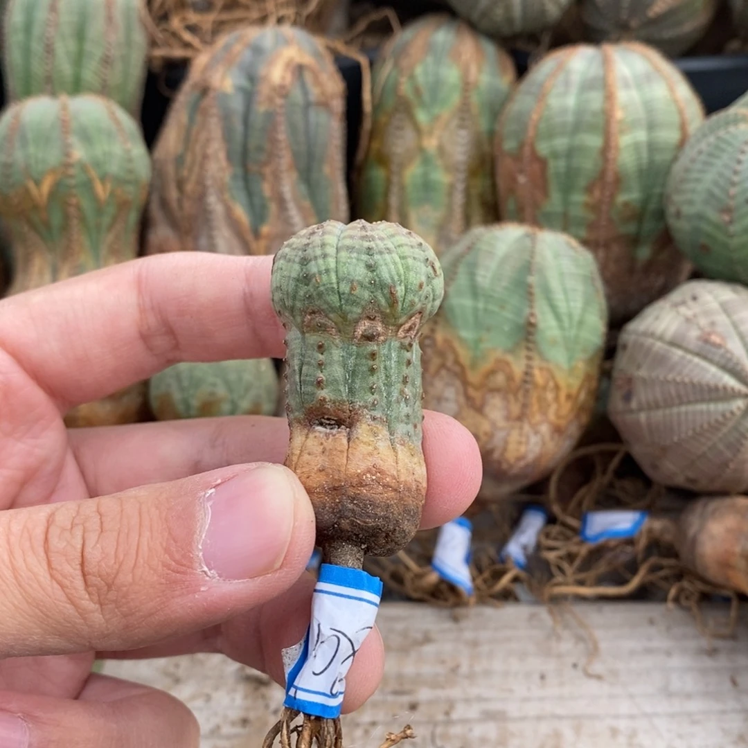 15 欧系实生布纹球多肉植物