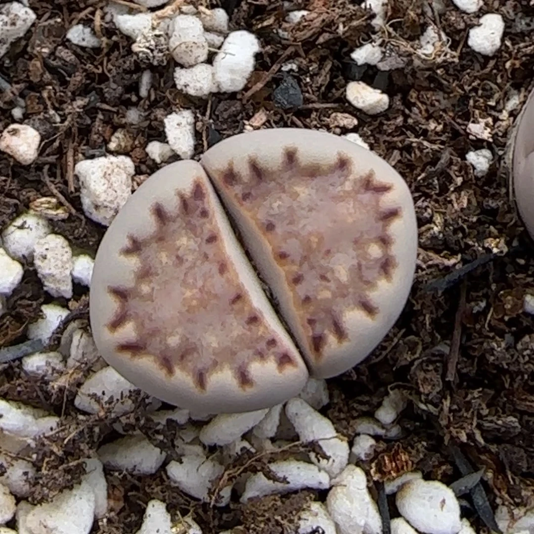 7.8。 浅棕色.015。9002