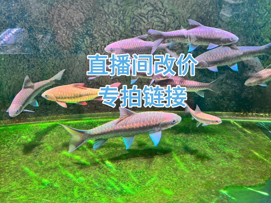 吉罗鱼直播间一物一拍链接，顺丰包邮包损（凭开箱视频售后）