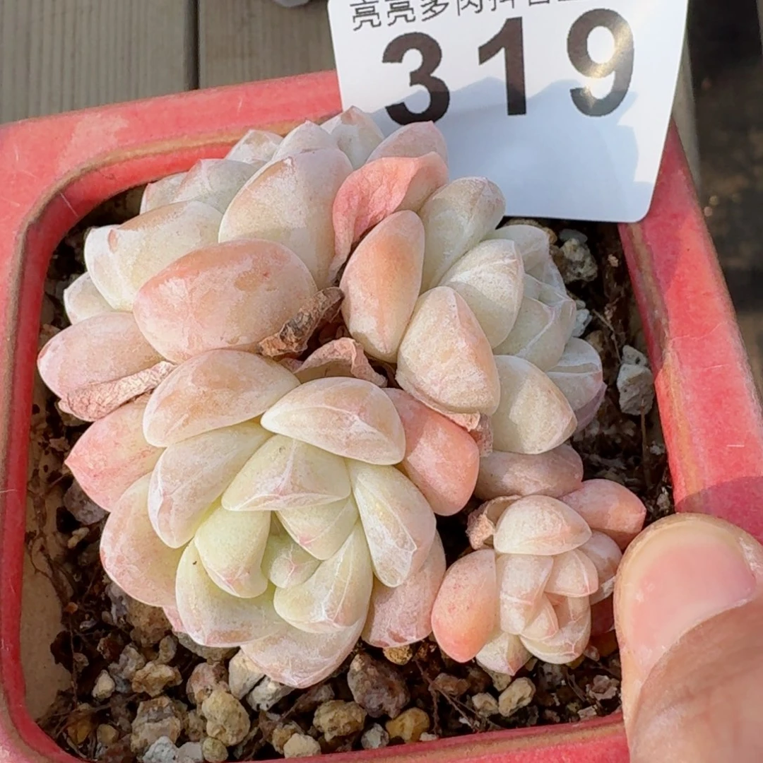 黄****车冰玉群生整装无砍