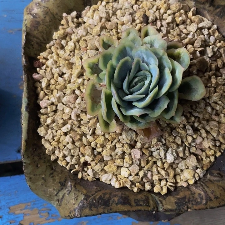 泡泡纱裙一物品哦哦哦