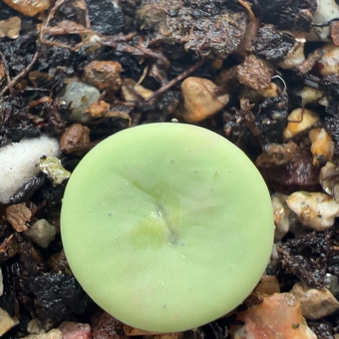 784多肉植物百科