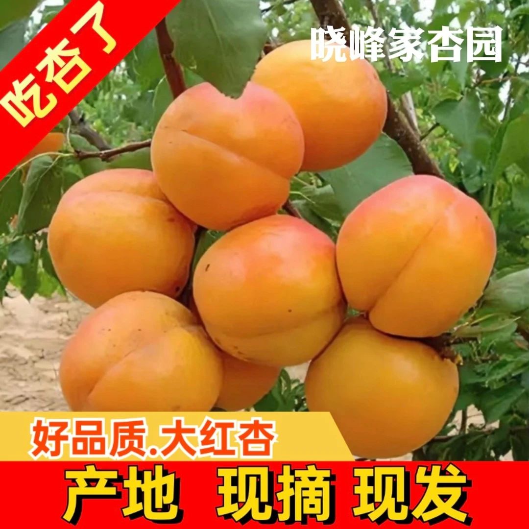 【顺丰快递】软吃纯甜 夏季水果小红杏新鲜甜核孕妇水果2斤-4斤包邮