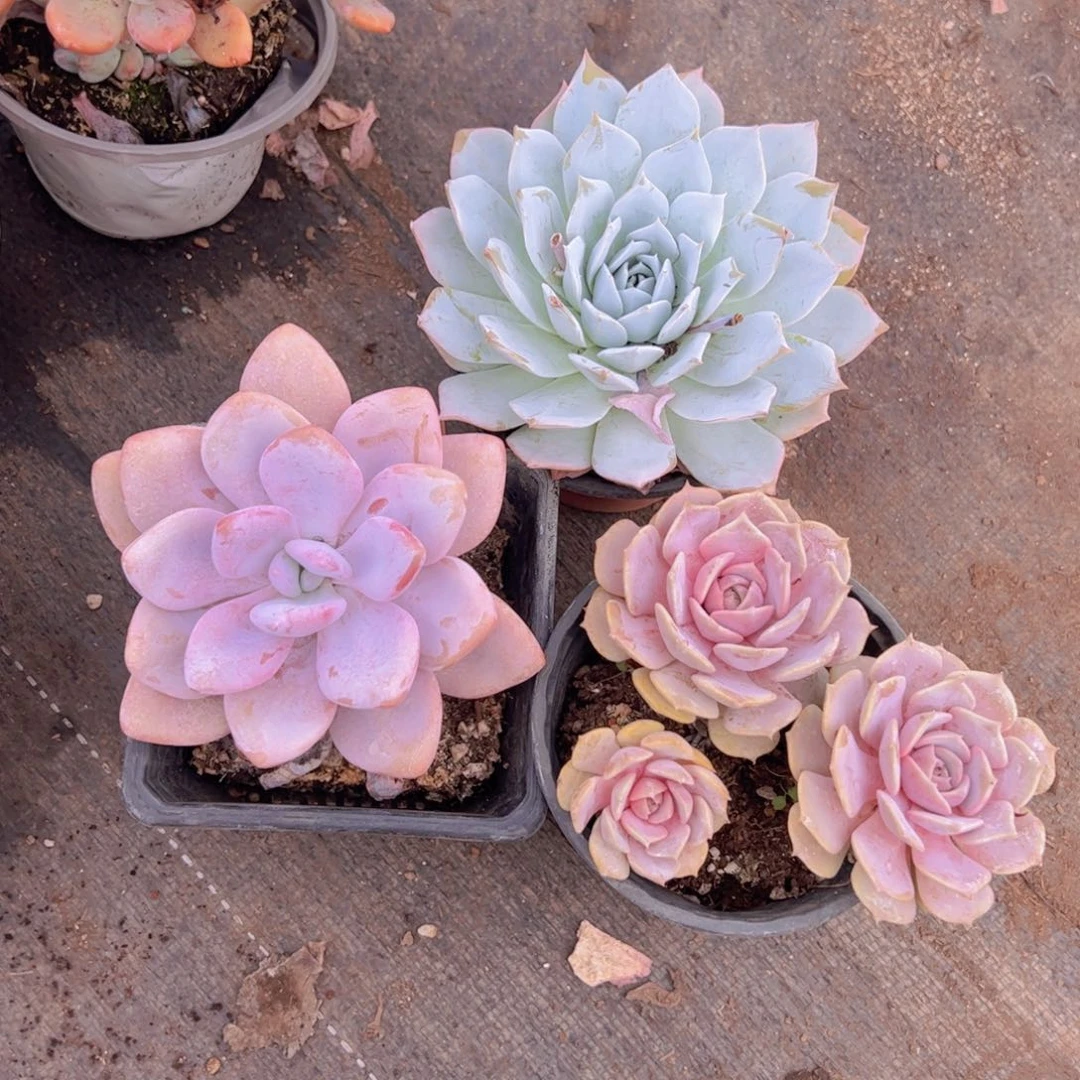 薄叶蓝鸟，粉兔大单头，粉蝶大单头，冰玉9cm