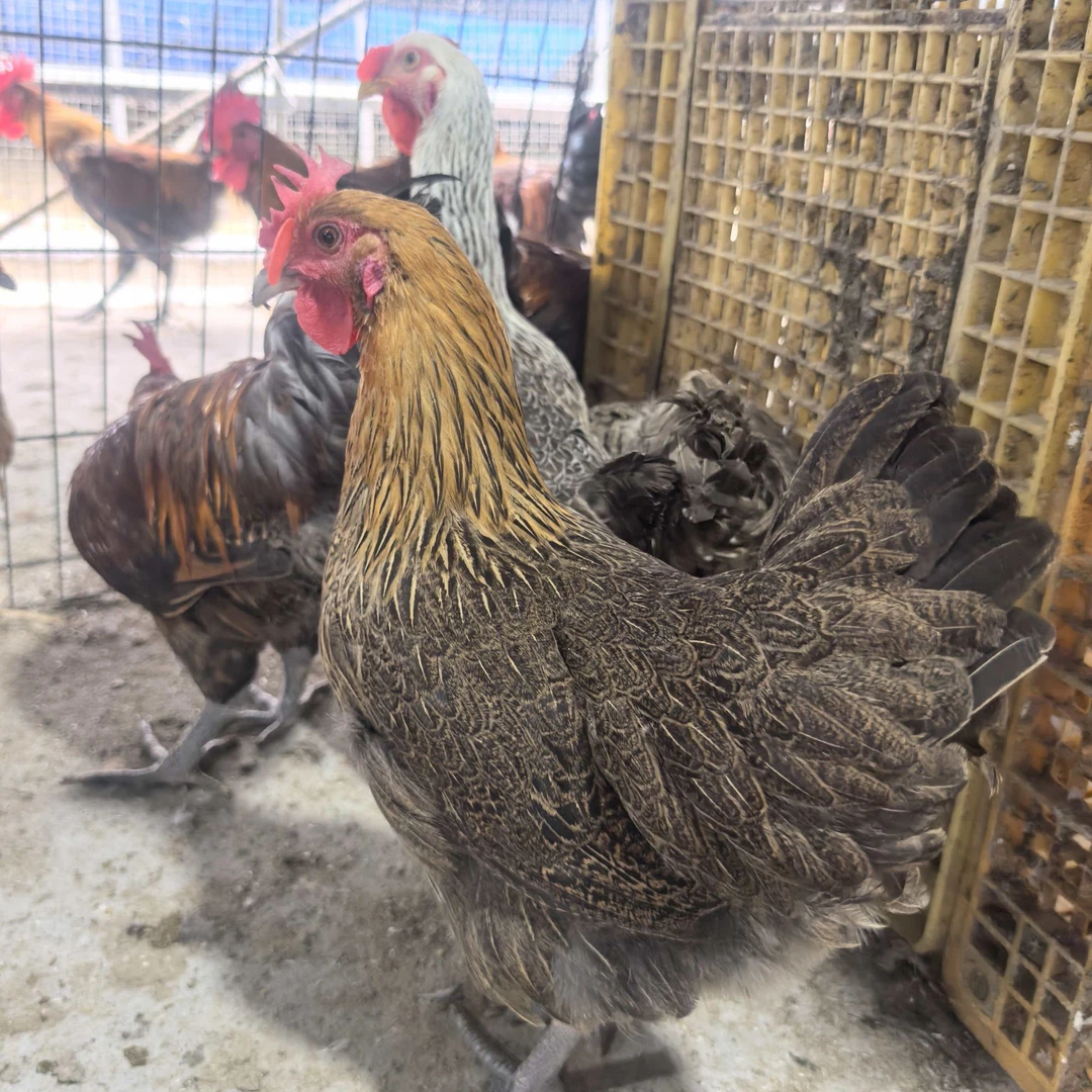 【每人限拍3单】TG麻色2只装（售后包到家后三天）