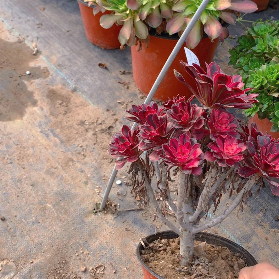 005香奈耳多肉植物