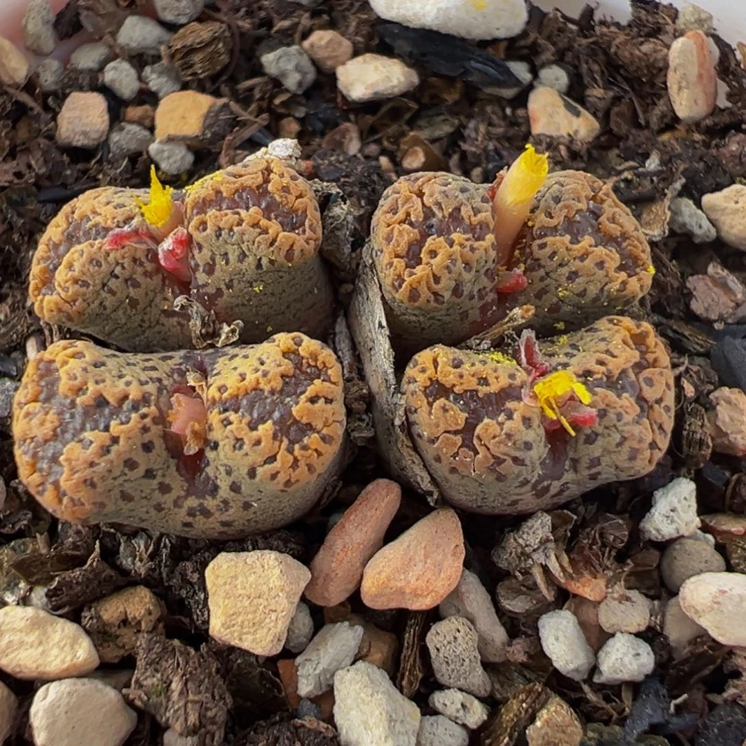 652多肉植物种类多样