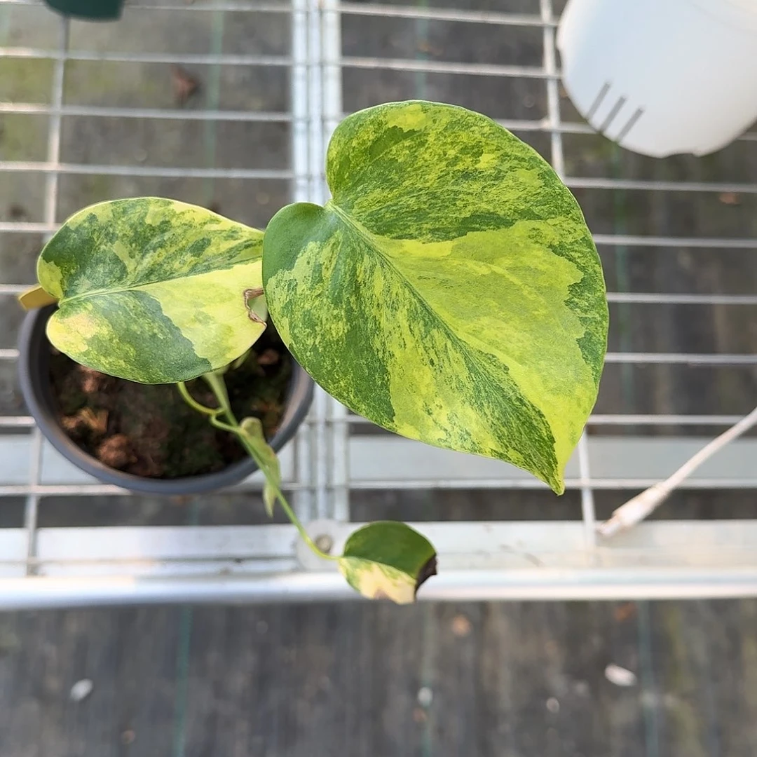 无花朵S**m小短黄D5