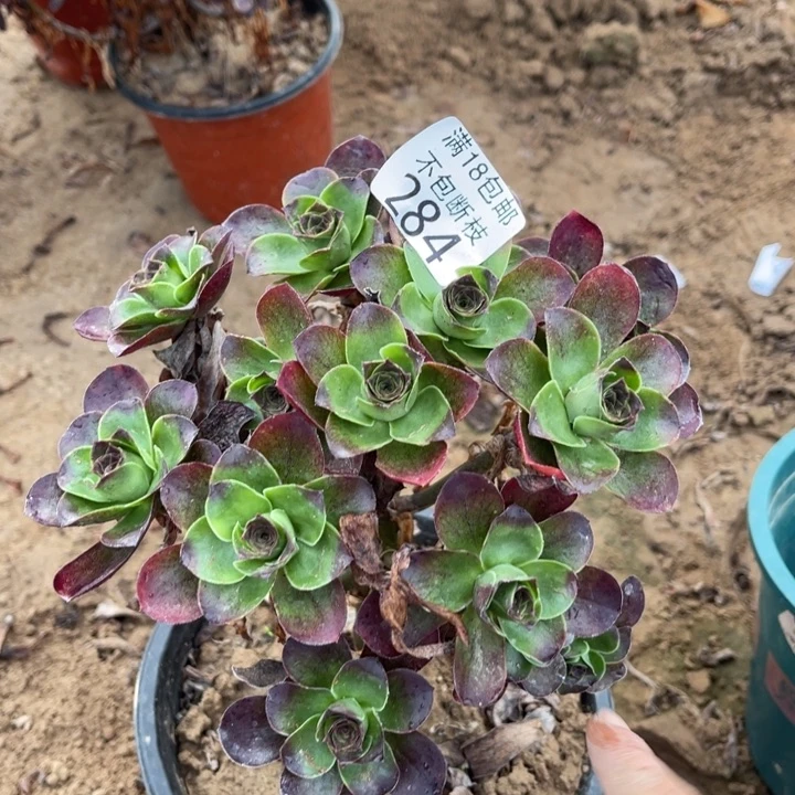 284魅金玫瑰绣球2法师