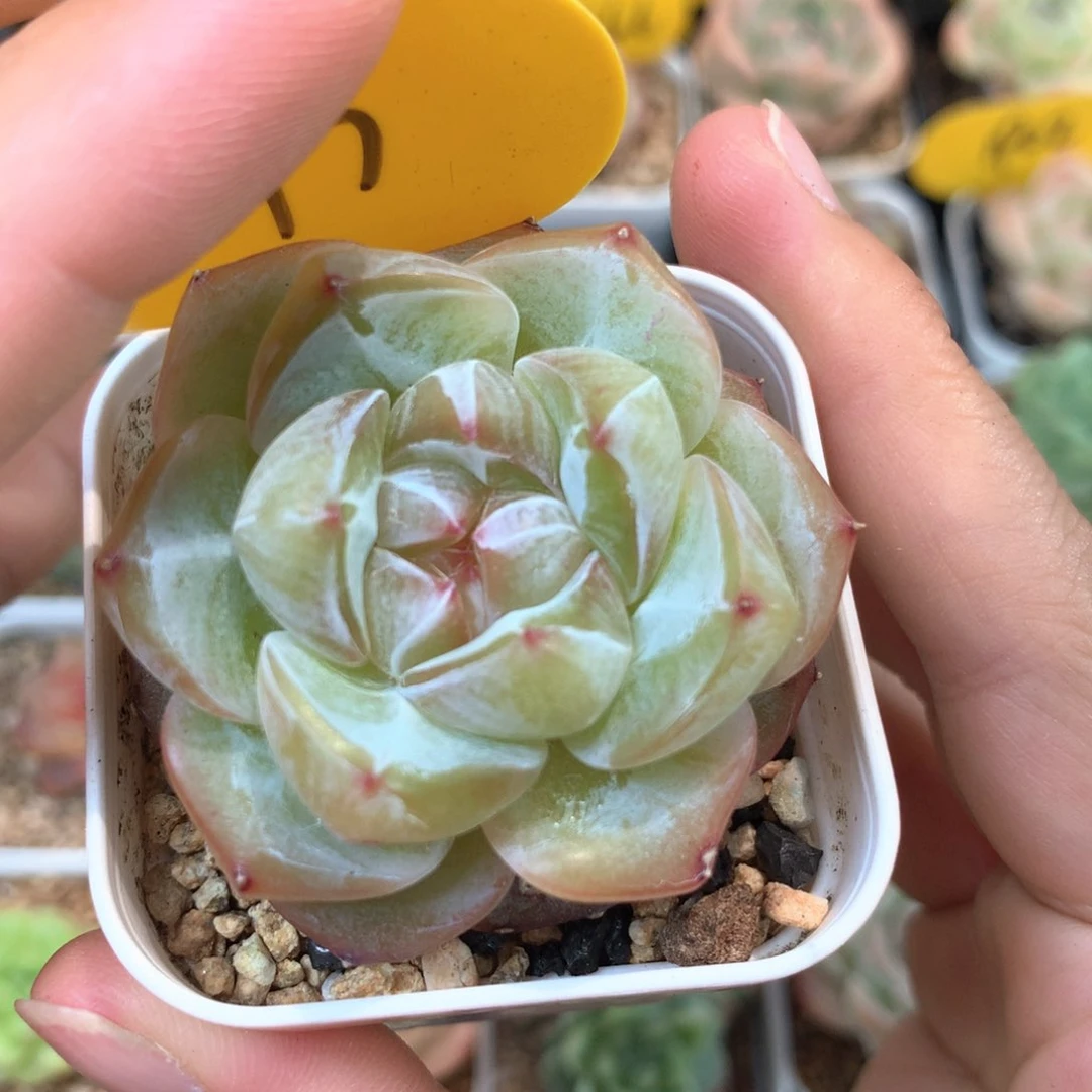 紫星河珍妮单头2193
