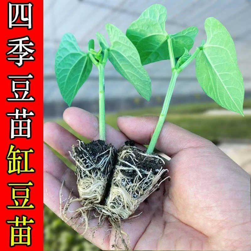 无架四季豆秧苗地豆种子豇豆不搭架长豆角苗扁豆蔬菜空心菜刀豆