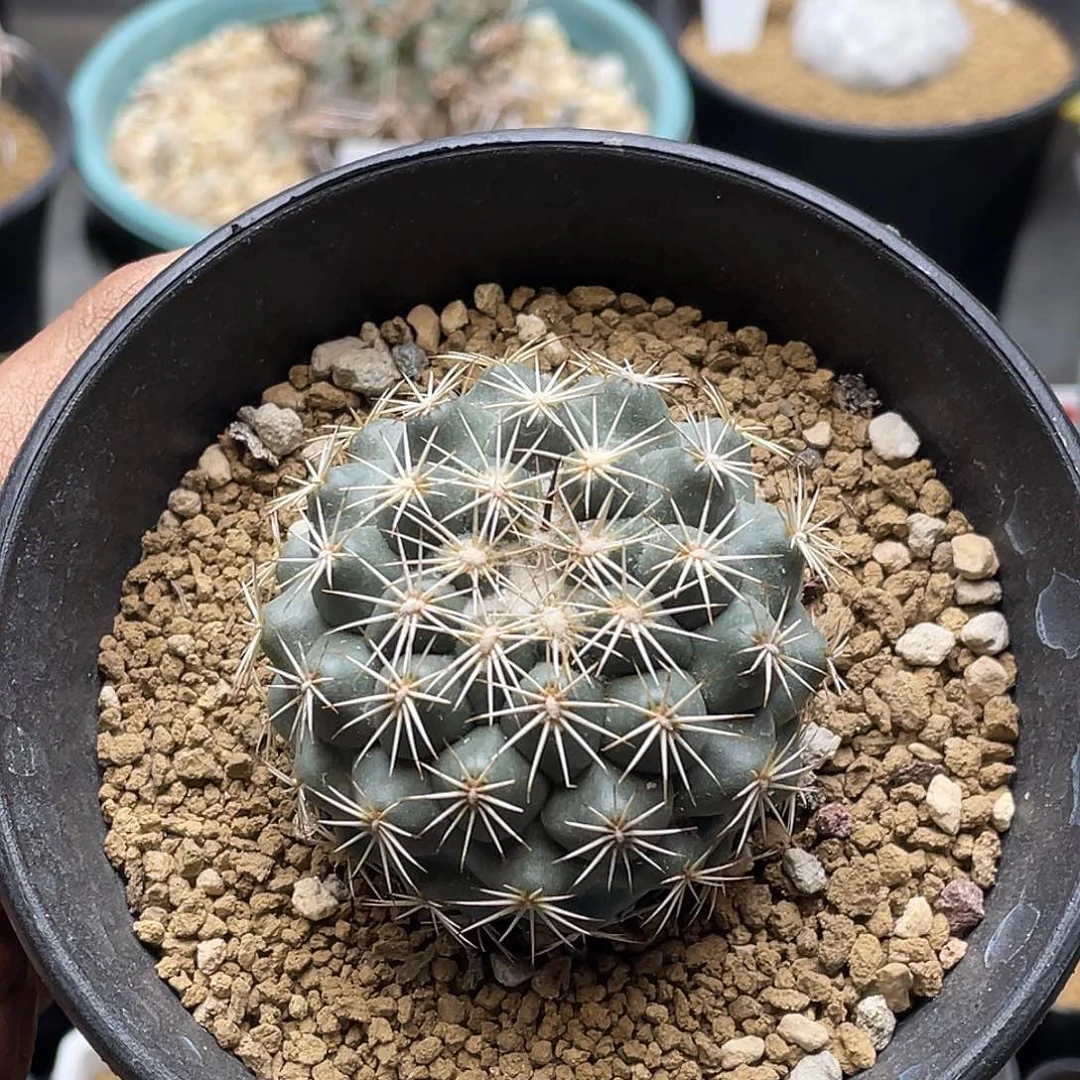 实生顶花球属 风舞丸