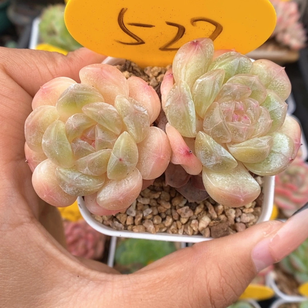 白色恋人可拍527号。