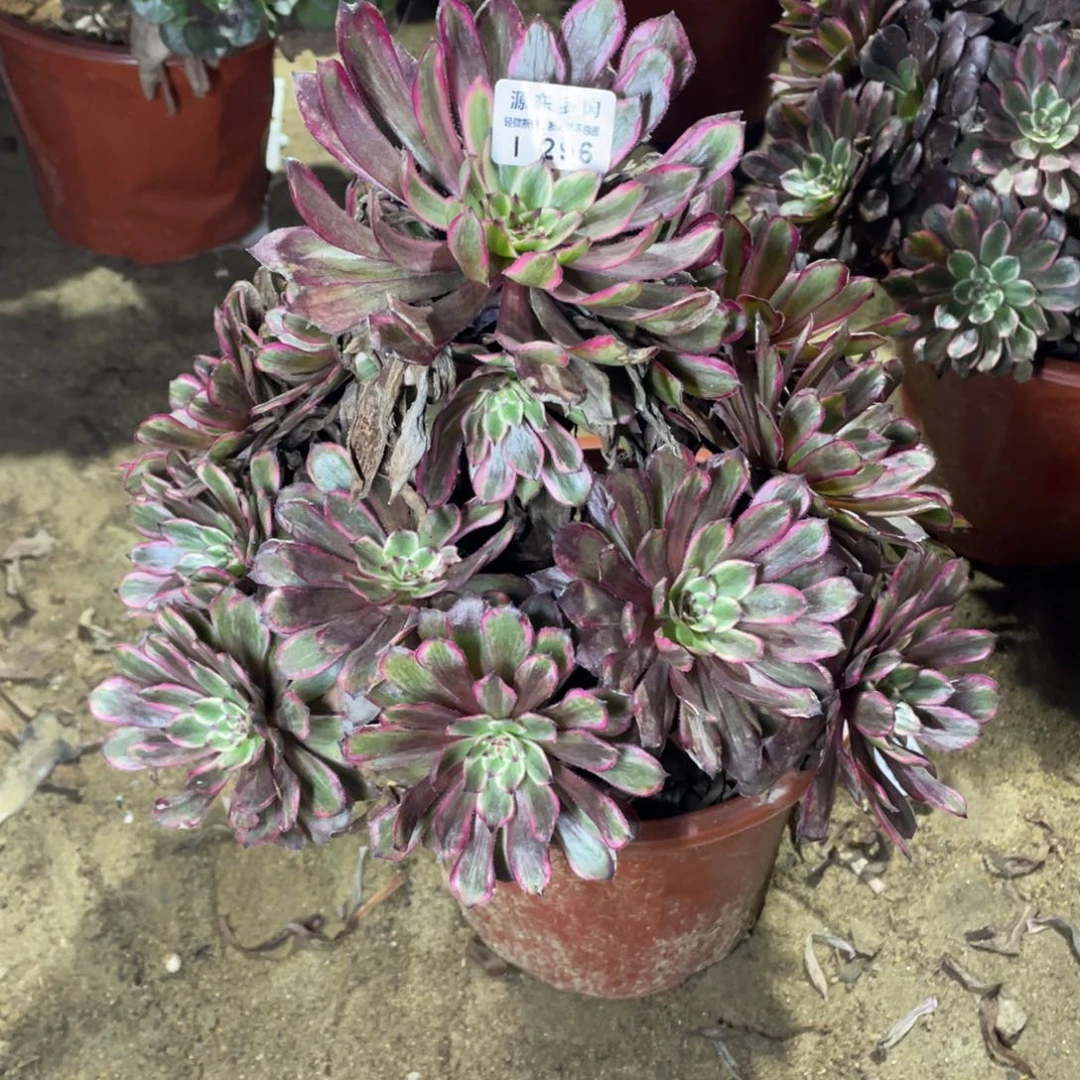 296紫霞多肉法师断枝不包