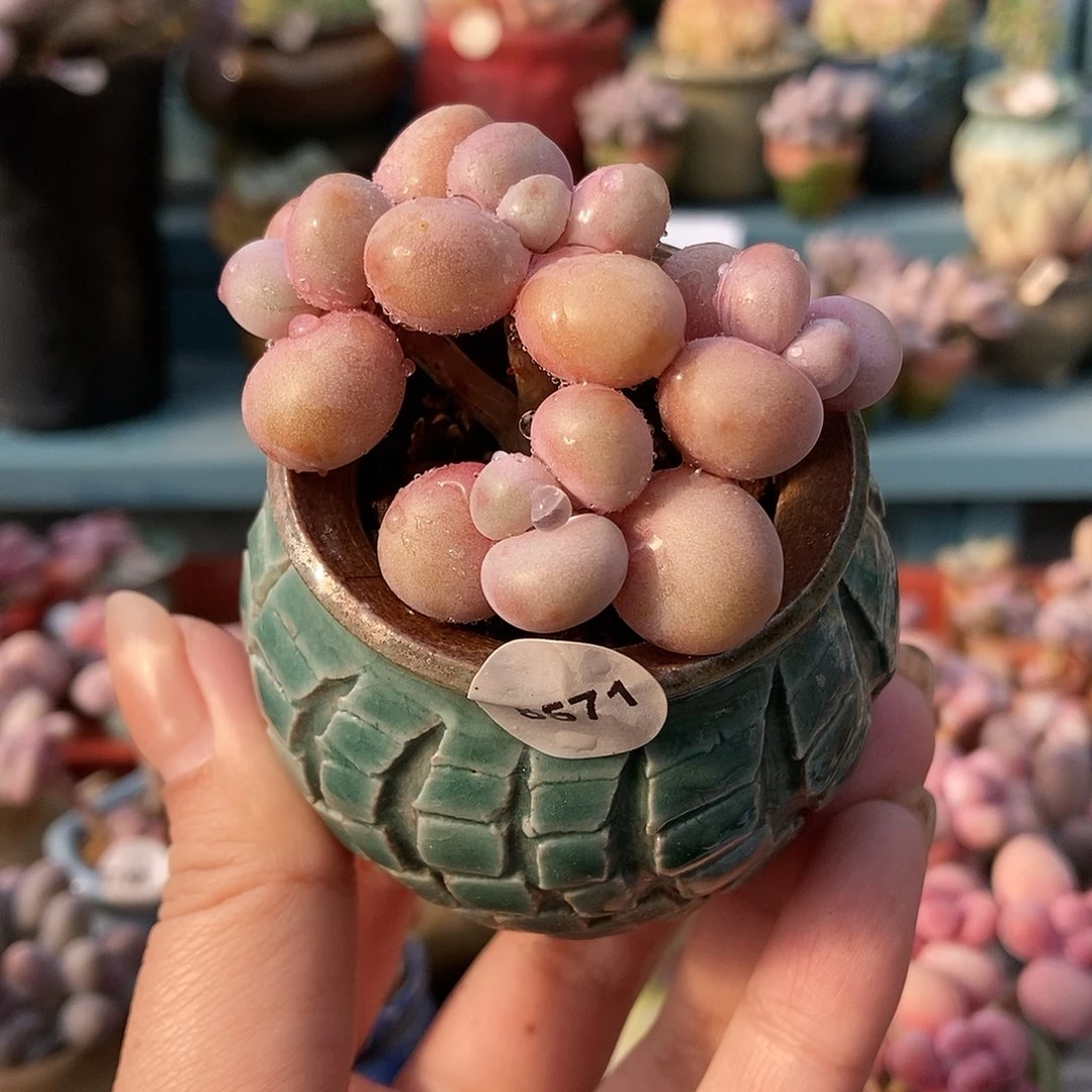 用****25571水光腰子蛋带盆土