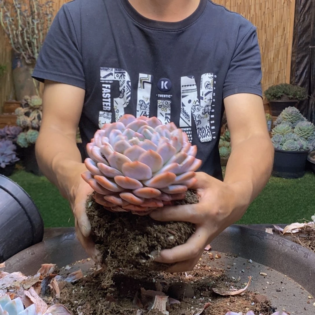 临*雨294 号橙梦露多肉