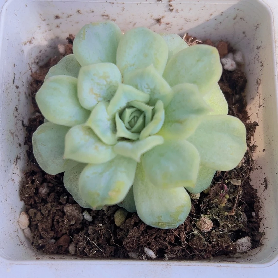 泡泡莎裙19包邮多肉