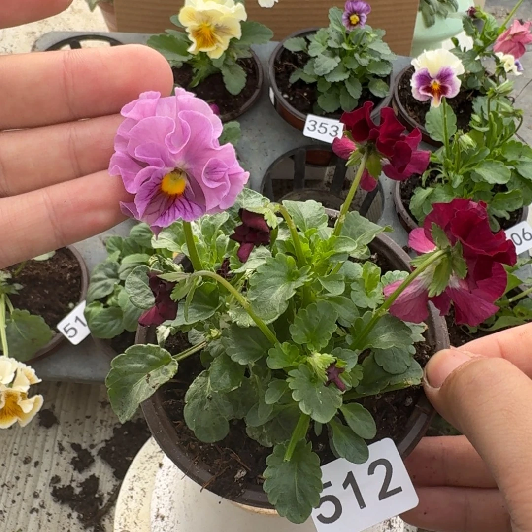 大部分花苞少量开放512