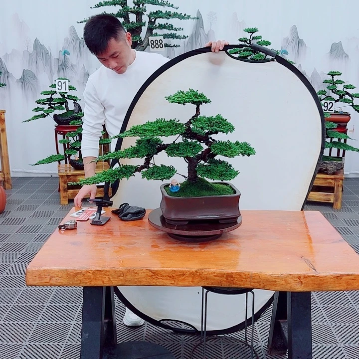无花朵松柏盆景，一物一拍