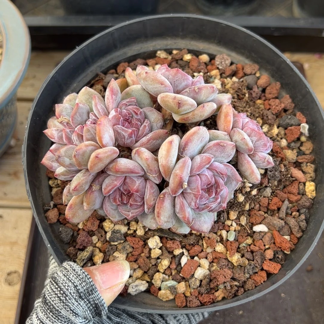 绿地紫心朵缀胖体