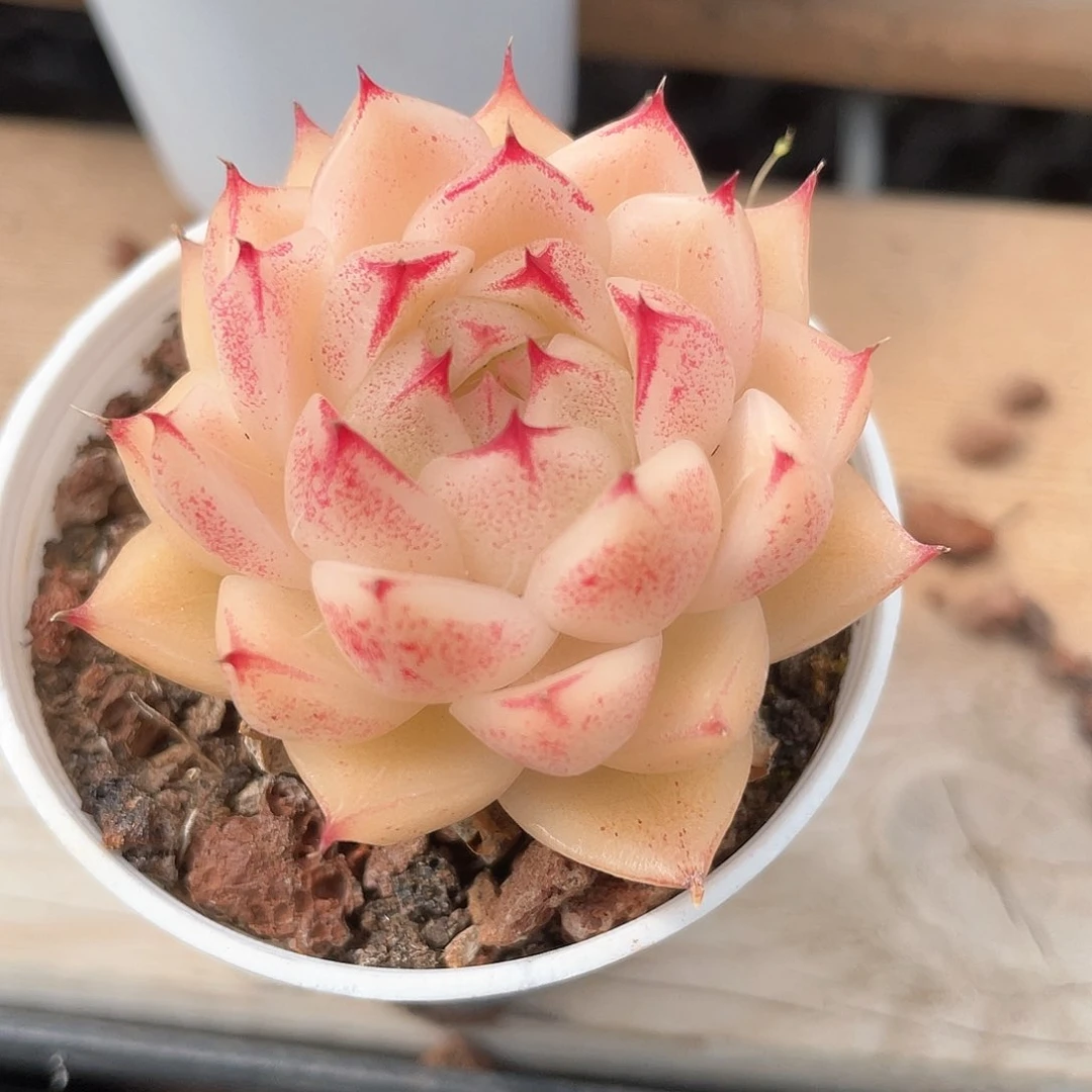 优选麦秆福利9214