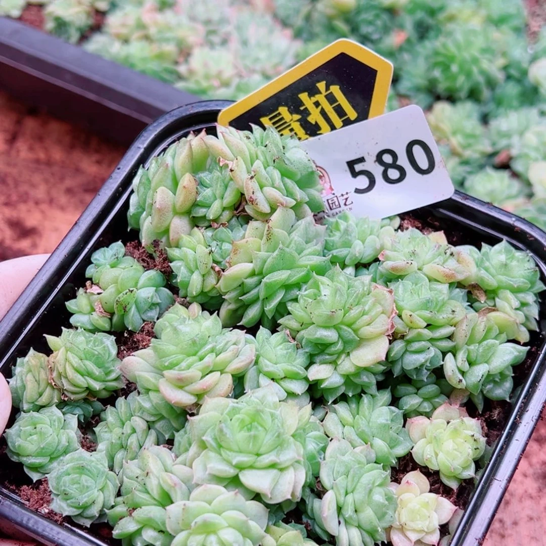 多肉植物多肉植物