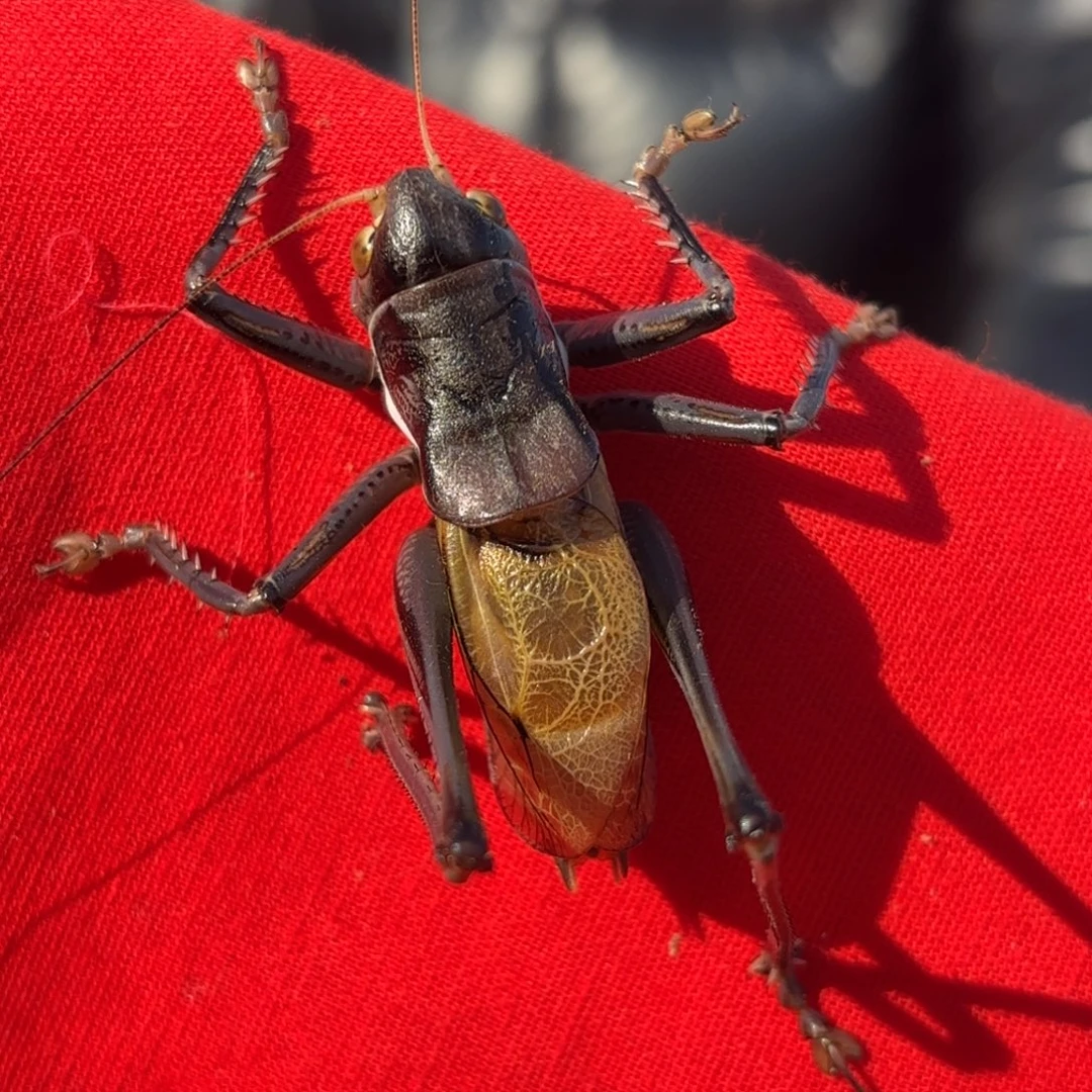 德***孤蝈蝈蝈蝈福福价格