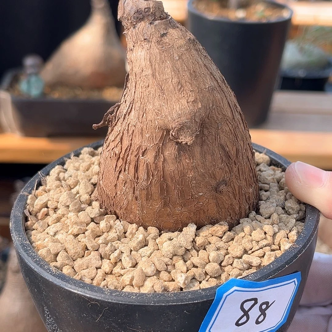 潮流植物奇异油柑，矮胖