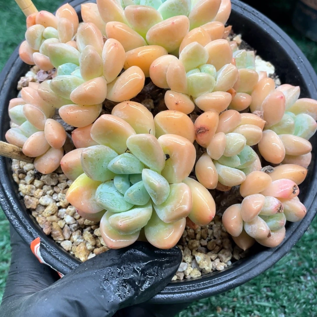 香遇一物一一拍三