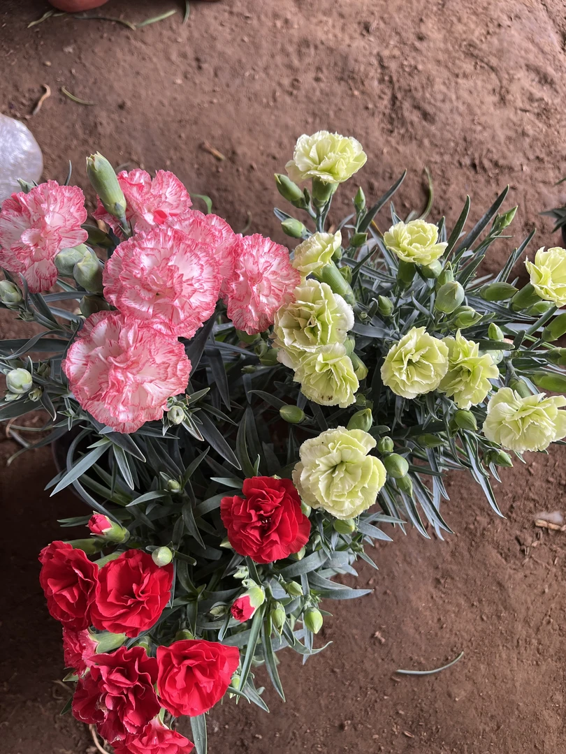 康乃馨福利【芬芳+大红+抹茶绿】盆栽带花苞阳台庭院四季