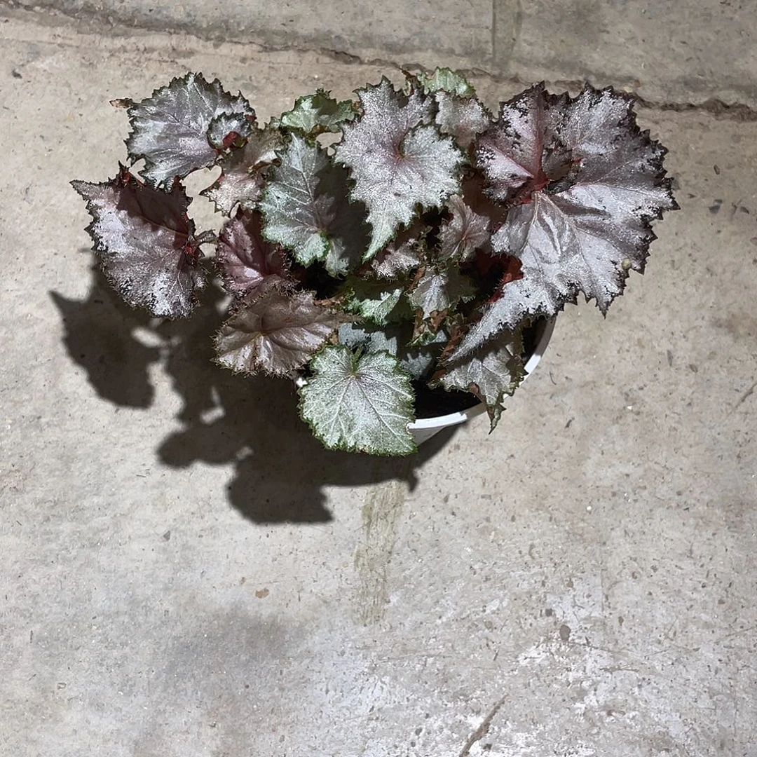 无花朵德亚秋海棠