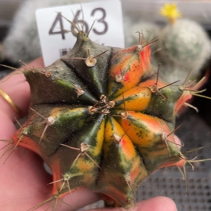 463牡丹锦 6cm左右