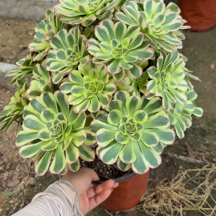 223白兰地。多肉植物