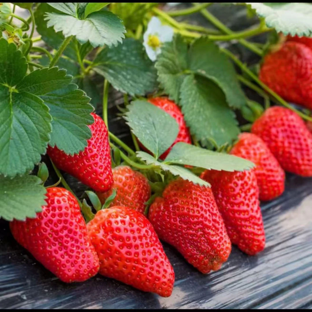 奶油草莓种子四季播种白草莓种籽子阳台盆栽蔬菜庭院室外