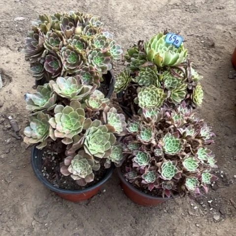 690多肉植物组合，