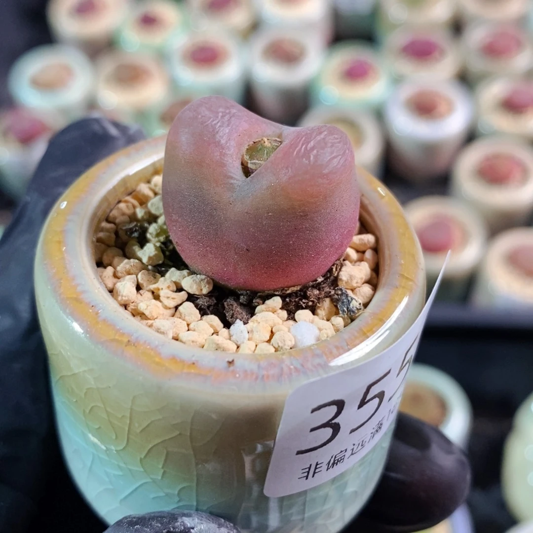 3555--一物一拍 带盆