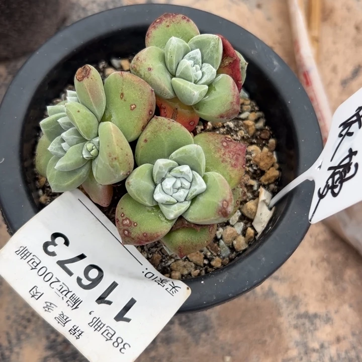 依***嫚谢谢姐姐～一物一拍11673
