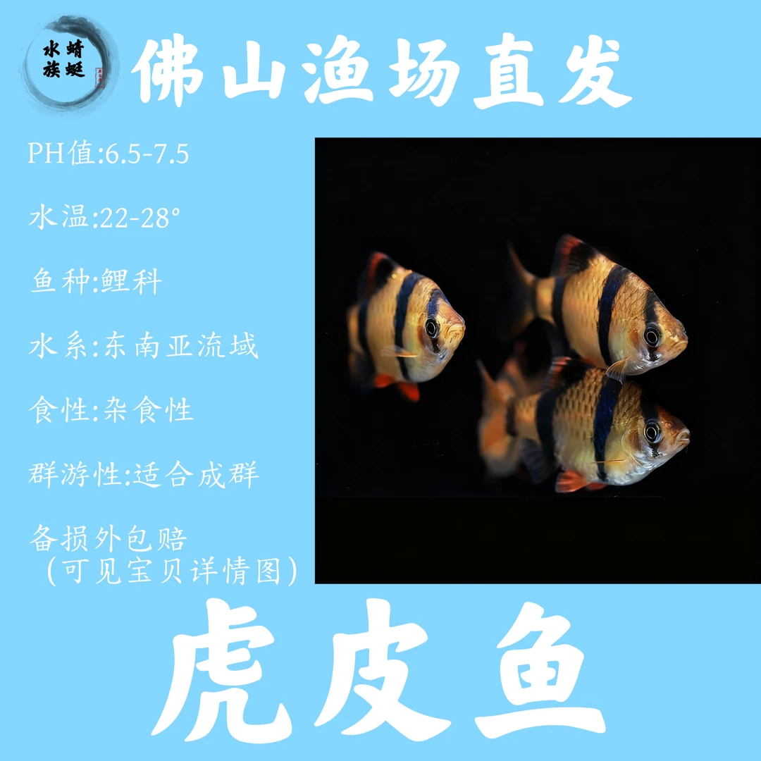 【虎皮鱼】京东快递淡水活体观赏鱼热带鱼小型四间虎皮鱼新手好养