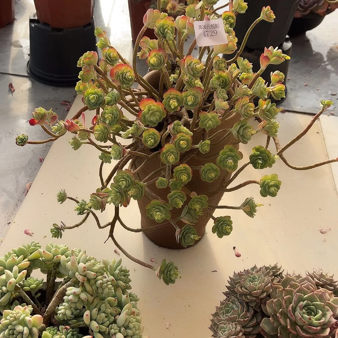 徐***吉4729薄化妆多肉植物多肉